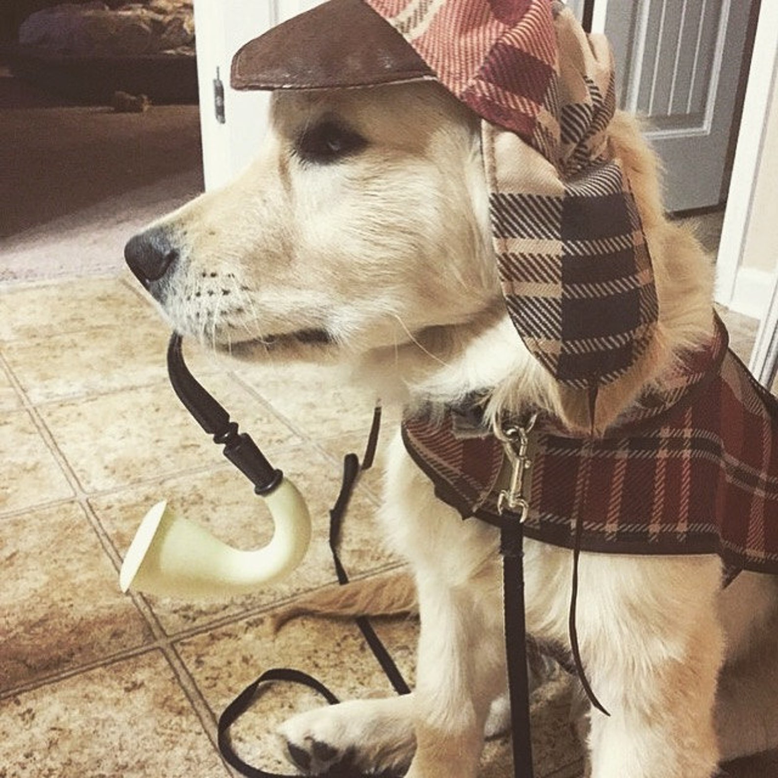 Dog Costume Sherlock Holmes Private Detective Crime Scene Etsy