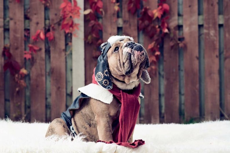 Aviator Dog Costume With Cap Steampunk Pilot Wings Etsy