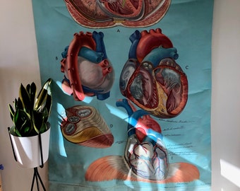 1960's Denoyer-Geppert Vintage Anatomical Chart THE HEART / Affiche Anatomique Scolaire Vintage Originale du COEUR (English) 1960's