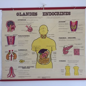1960's Original Biology School Chart Endocrine Glands (french!) / 1960's Affiche Scolaire Française Biologie LES GLANDES ENDOCRINES