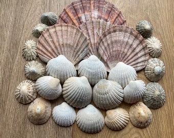 Scottish shell mix , scallop shells , limpet shells , shell mix , craft shells