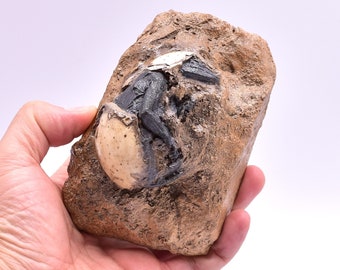 dinosaure oeuf fossile décor réplique prop cadeau animal statue figurine