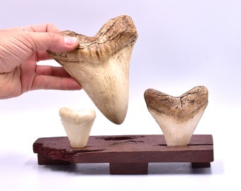 megalodon shark tooth display, fossil replica prop, great white shark tooth. Handmade.