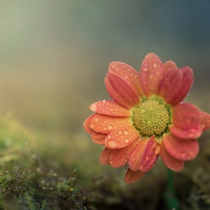 May include: A close-up of a vibrant orange flower with a yellow centre, covered in water droplets. The flower is set against a blurred background of green moss and soft lighting, creating a natural and serene scene.