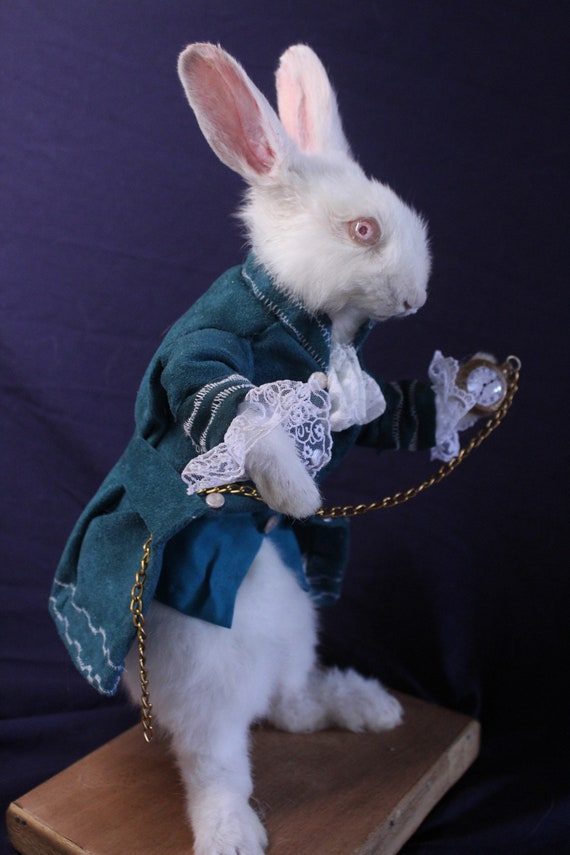 Taxidermie lapin conte pays des merveilles rongeur taxidermy