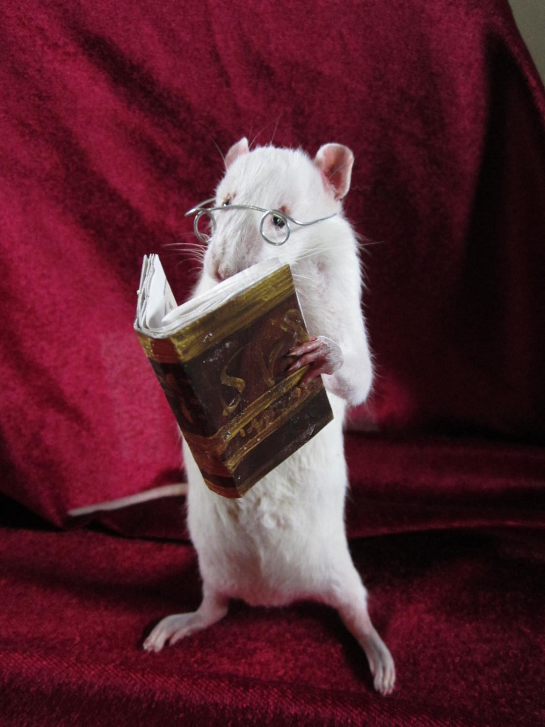 Taxidermy Rat Reader Taxidermy Rat Curiosity Anthropomorphic - Etsy