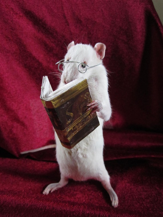 Taxidermy Rat Reader Taxidermy Rat Anthropomorphic Curiosity