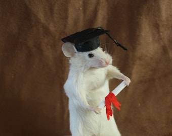 taxidermy mouse graduate taxidermy school, mouse rat school Mortarboard cabinet of curiosities