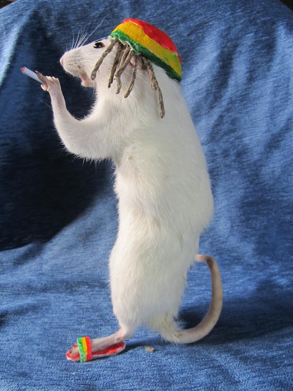 Taxidermy Rat Rasta Taxidermy Anthropomorphic Rat Curiosity