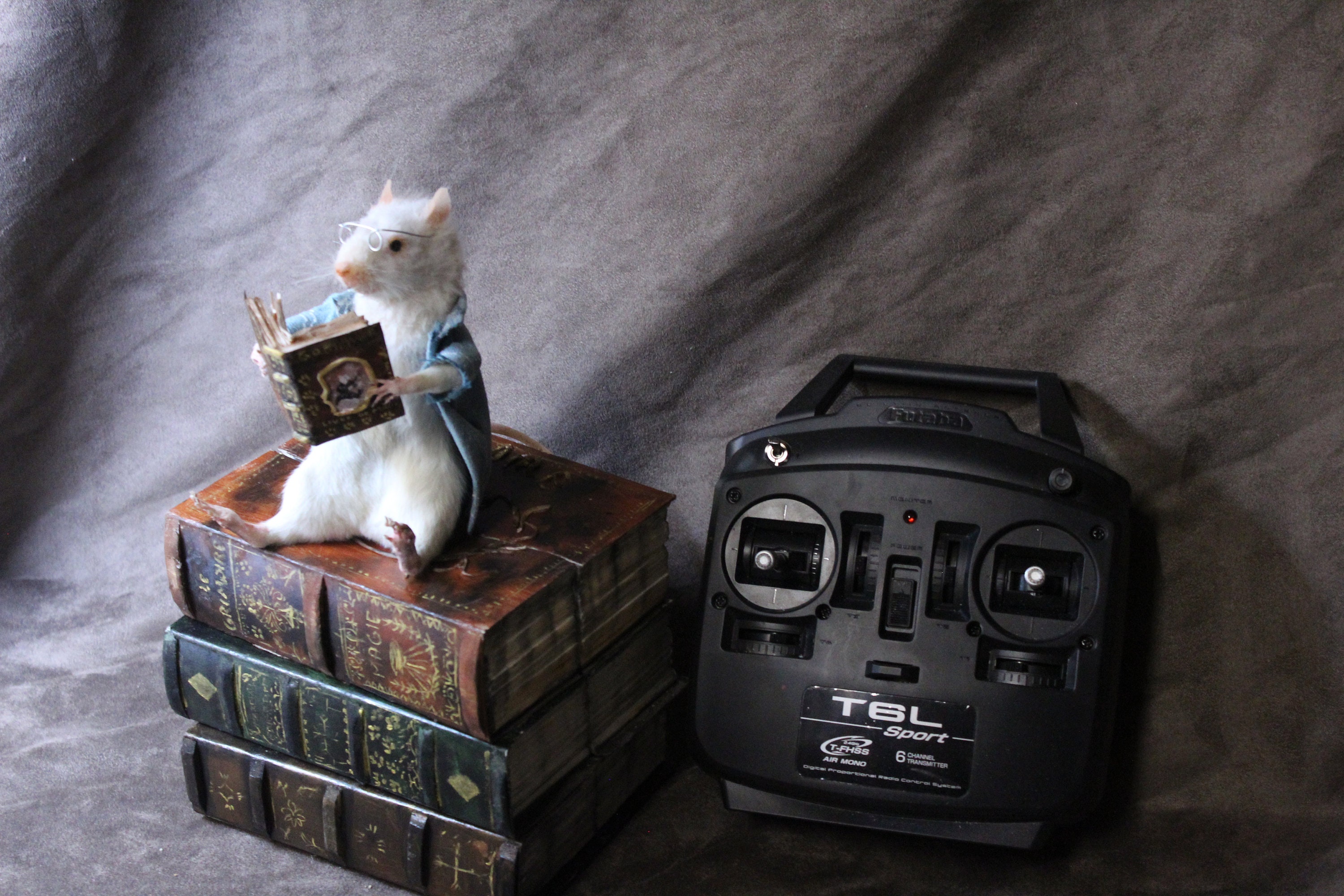 To Reserve Taxidermy Rat Animated Animatronic Taxidermy Rat