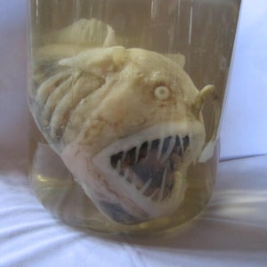 剥製、珍品陳列棚、アンコウ、剥製、魚、珍品、珍奇なもの