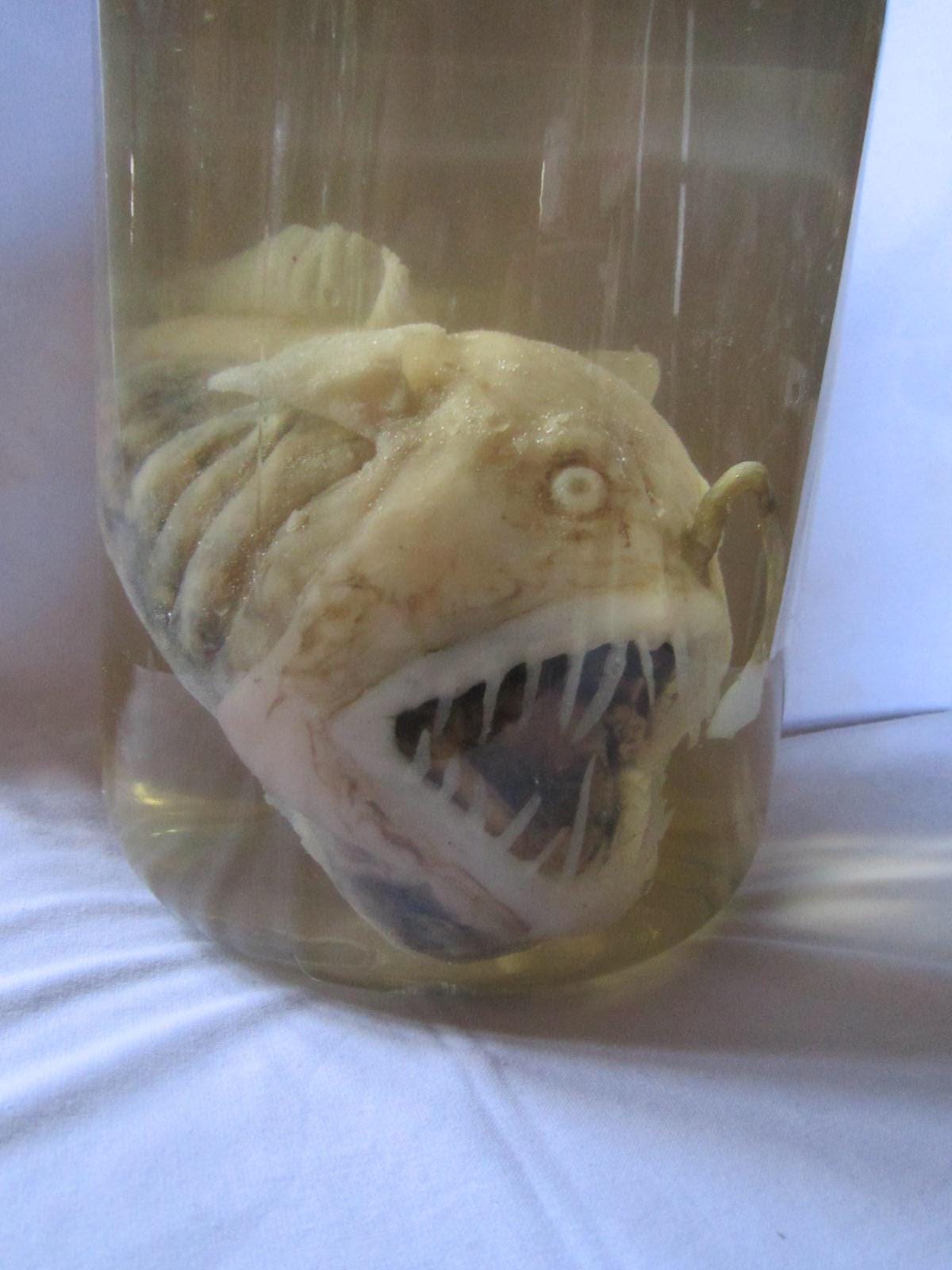 NATURALISÉ TAXIDERMIE.EMPAILLÉ RECONSTITUTION Piranha taille réelle EUR 290,00 - FR