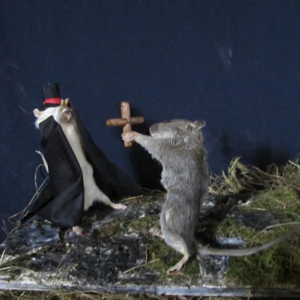 taxidermie rat vampire taxidermy rat cabinet de curiosité oddities