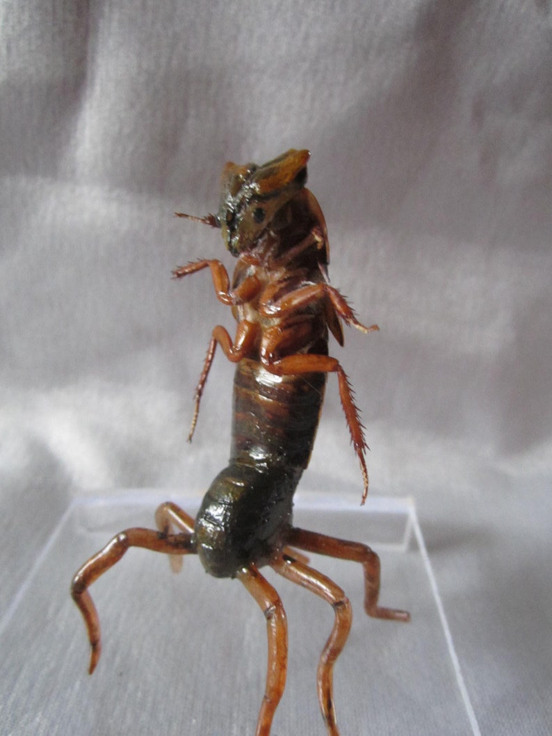 Taxidermy Insect Taxidermy Insect Alien Strange of Etsy