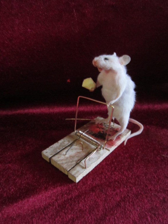 Rat Taxidermie Punk Rock Star - Cabinet De Curiosités, Fait Main En France - Pièce Unique