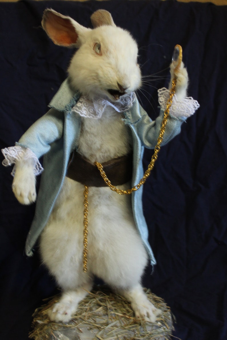 Taxidermy Rabbit Tale Pocket Watch Rodent Taxidermy Rabbit Curiosity ...