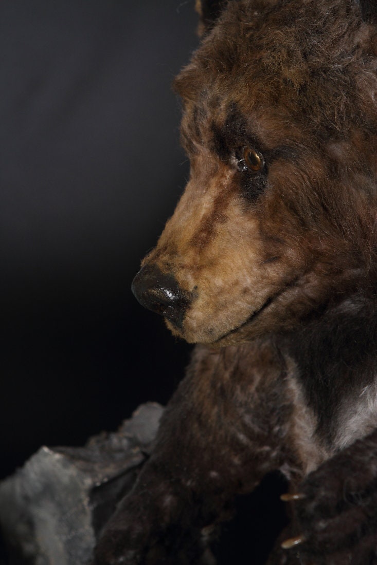 Fake Taxidermy Saumom Taxidermy of Curiosities Bear Etsy