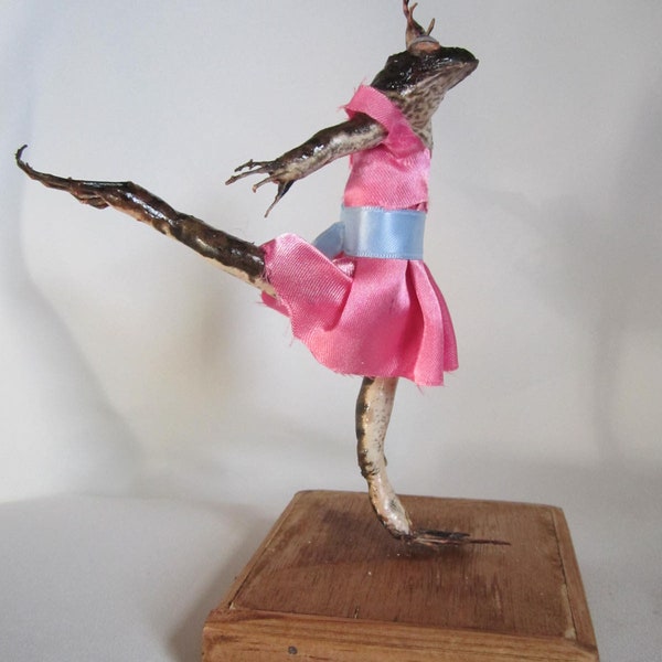 taxidermie grenouille  danseuse étoile taxidermy frog  dancing ballerine curiosité oditties