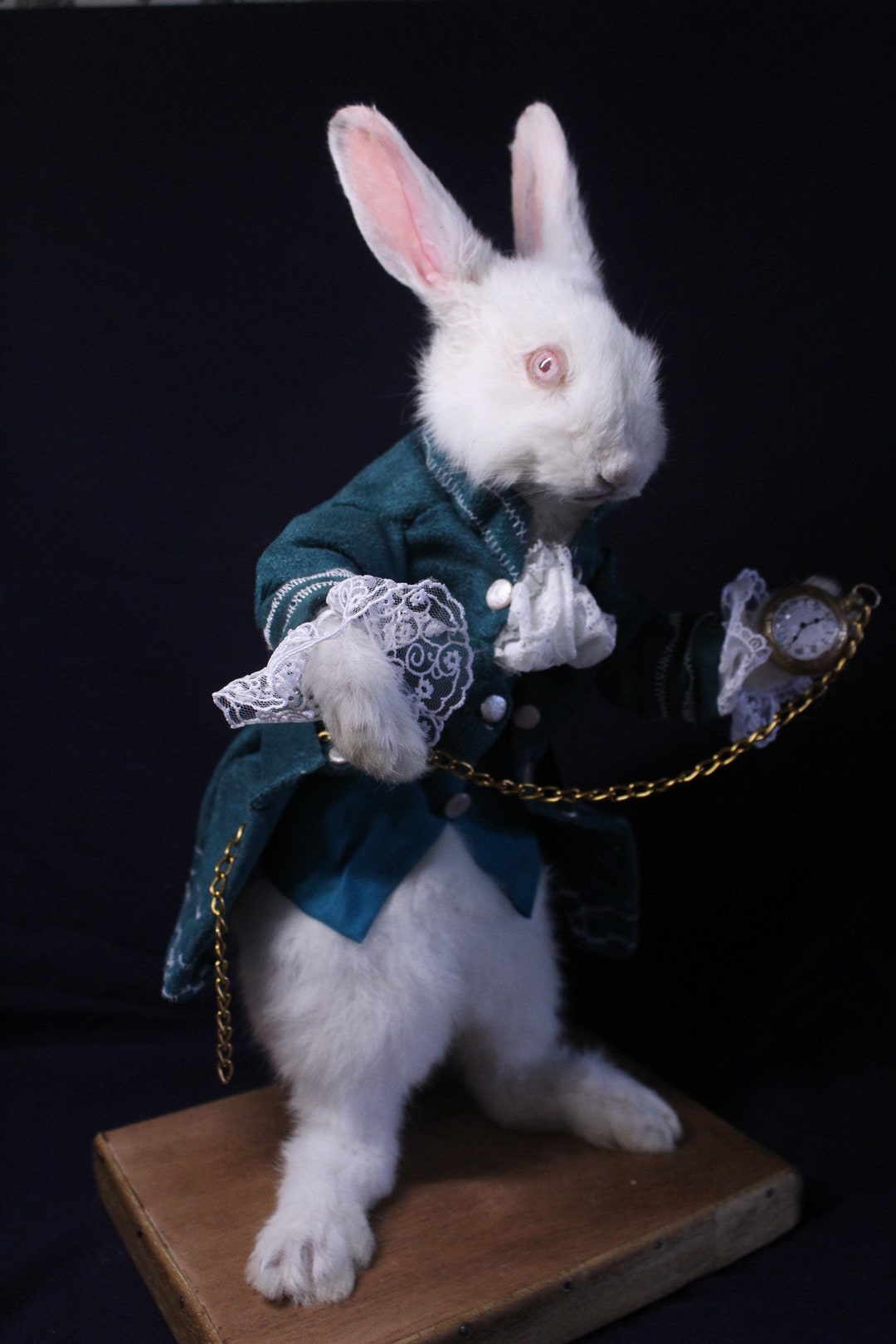 Taxidermy Rabbit Tale Wonderland Rodent Taxidermy Rabbit Curiosity ...