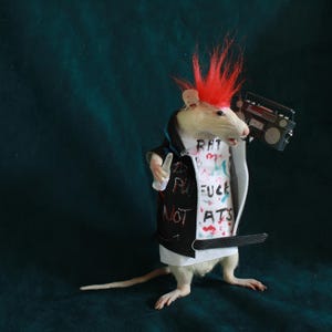 tassidermia rat punk radio tassidermia rat punk gabinetto delle curiosità stranezze