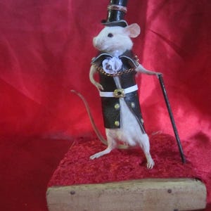 tassidermia ratto topo dandy tassidermia ratto gabinetto di curiosità stranezze