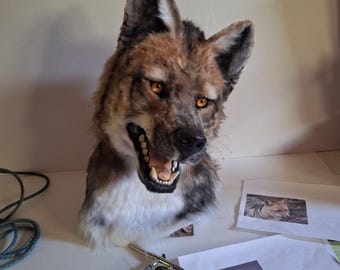 Reddish-brown wolf fursuit mask. Realistic fur costume. Wolf head fursuit. Halloween cosplay mask, fur head