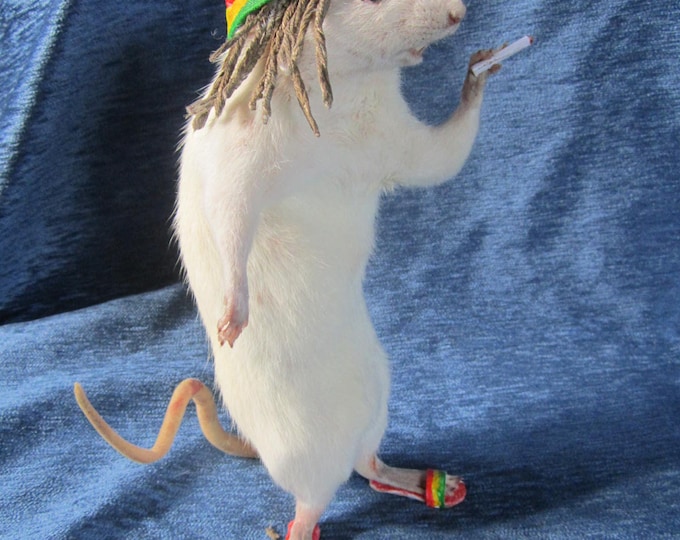 Taxidermy Rat Rasta Taxidermy Anthropomorphic Rat Curiosity Oditties - Etsy