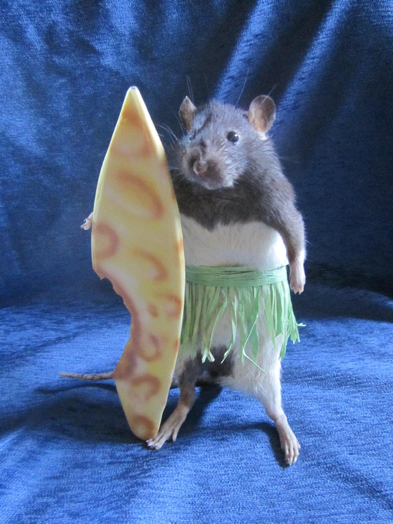 Taxidermy rat surfer taxidermy rat anthropomorphic curiosity Etsy