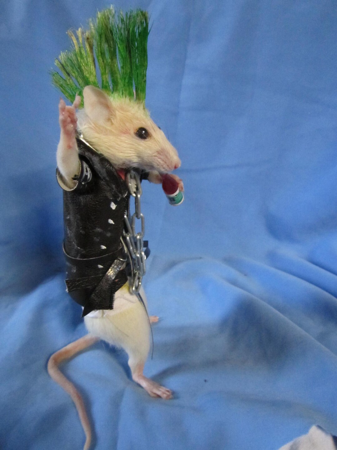 Taxidermie Rat Punk Taxidermy Rat Punk Cabinet of Curiosity Oditties - Etsy