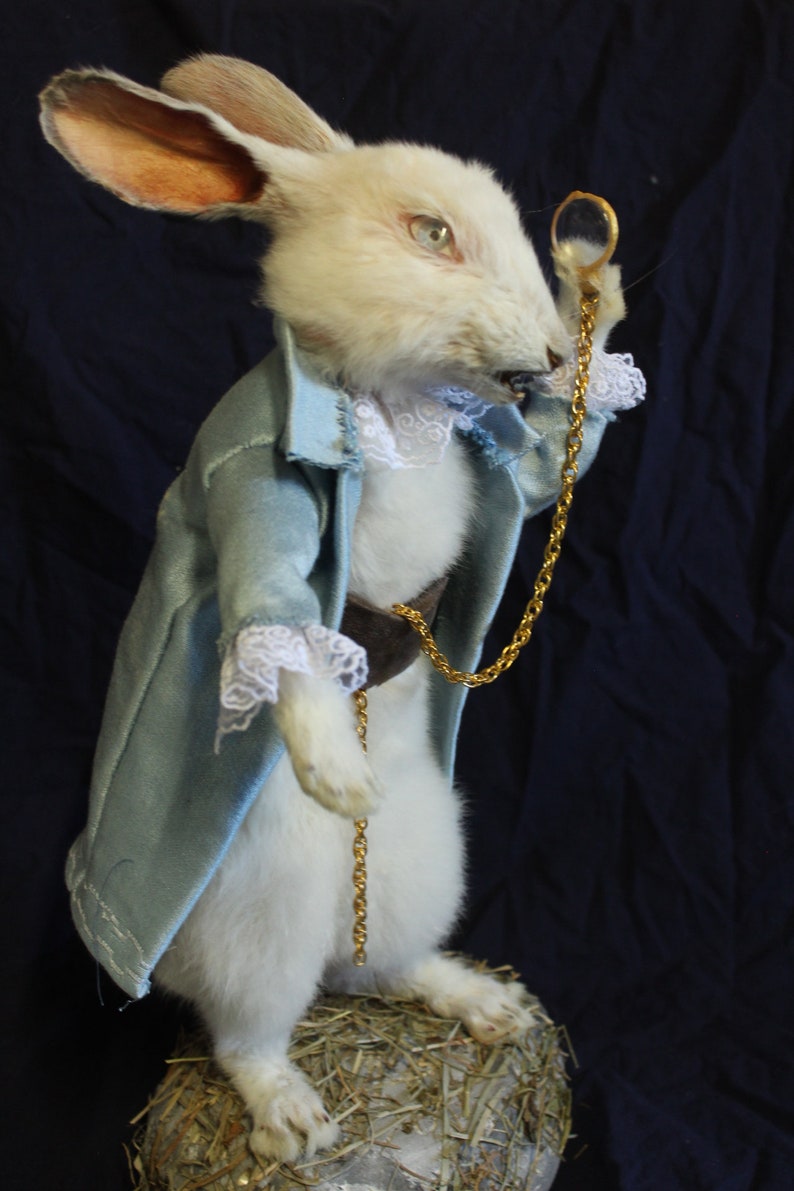 Taxidermy Rabbit Tale Pocket Watch Rodent Taxidermy Rabbit Curiosity ...