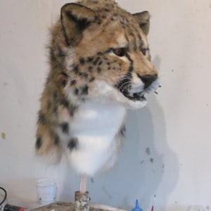 cheetah fursuit mask cheetah fursuit to reserve