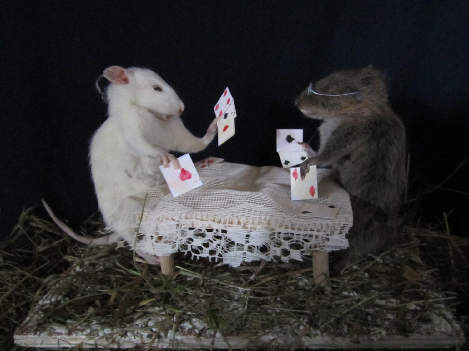 Taxidermy Rat Card Player Taxidermy Rat Cabinet Curiosity - Etsy UK