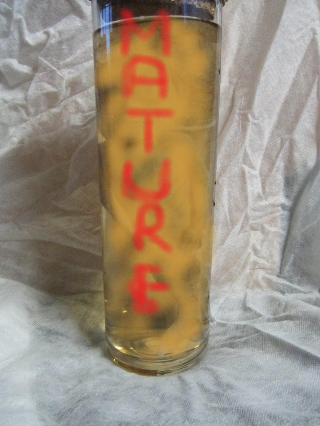 Taxidermy of Curiosities Fetus Mermaid Formaldehyde Taxidermy