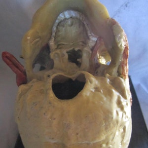 anatomical model skinned skull cabinet of curiosity wax skull taxidermy wax anatomical image 5