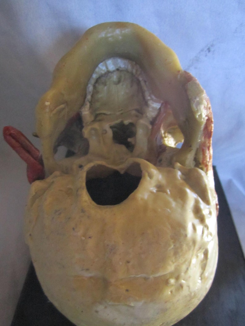 anatomical model skinned skull cabinet of curiosity wax skull taxidermy wax anatomical image 5