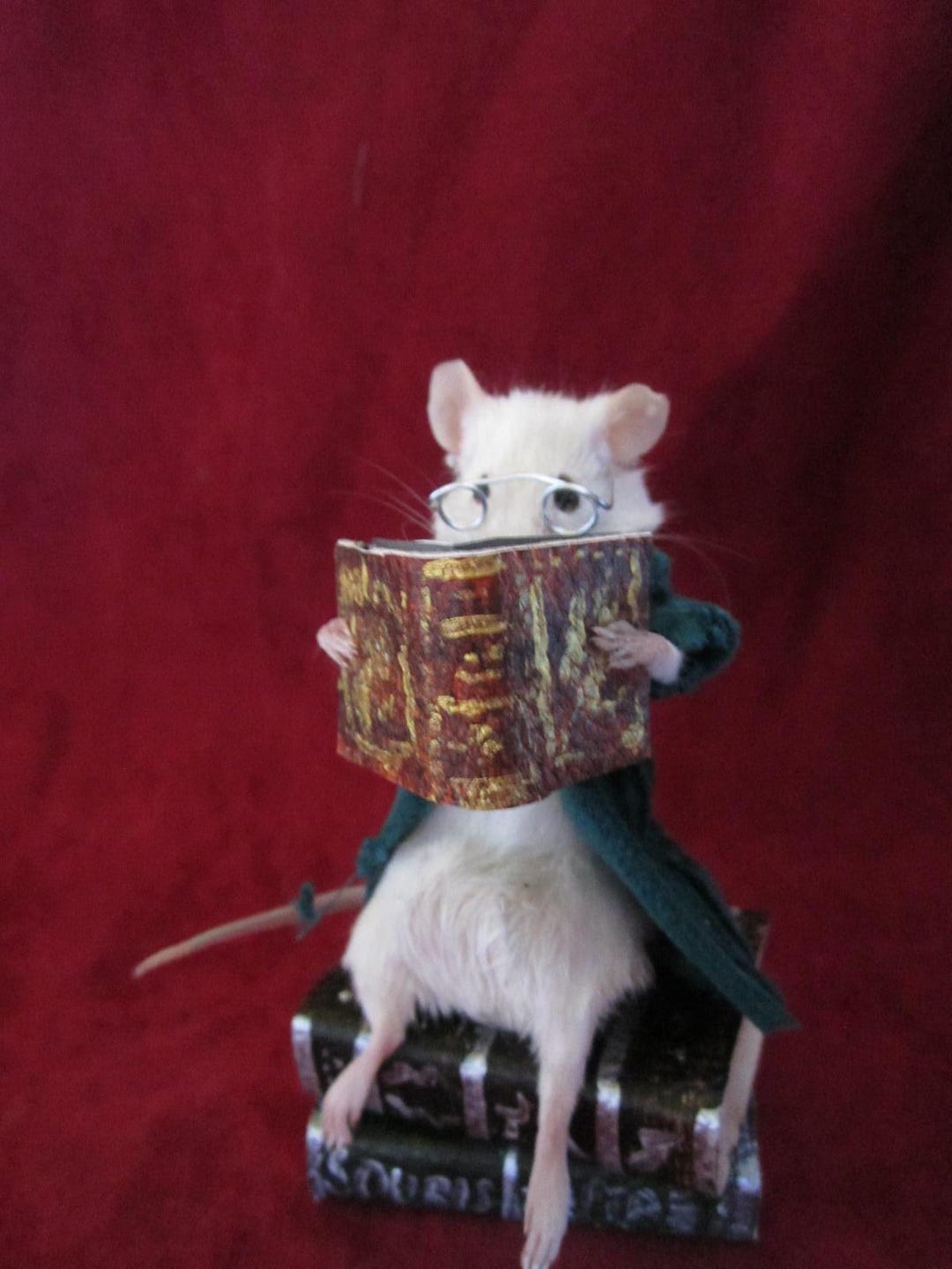 Taxidermy Rat Mouse Reader Taxidermy Rat Mouse Library Curiosity ...