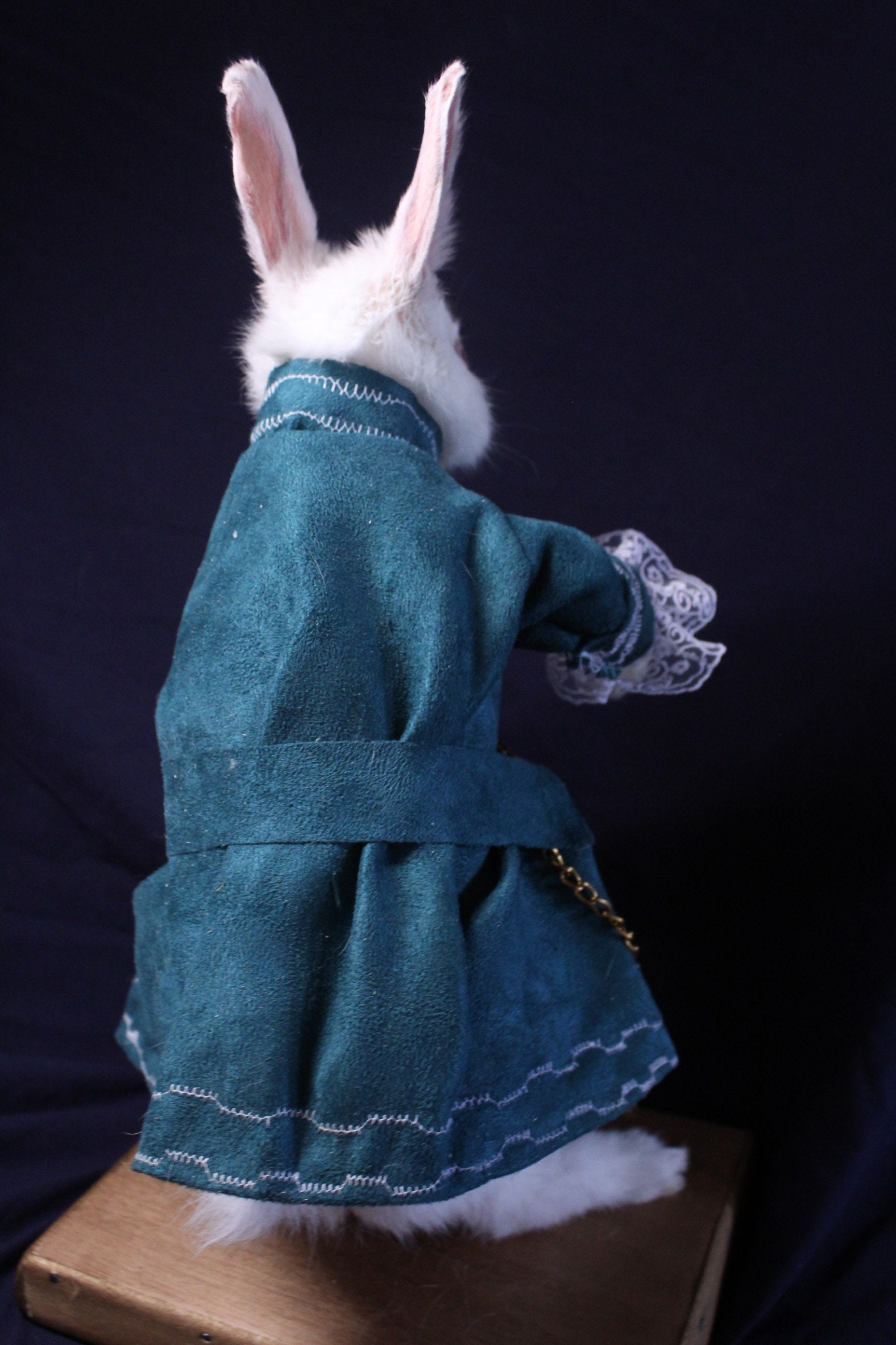 Taxidermie lapin conte pays des merveilles rongeur taxidermy