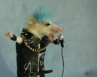 taxidermy rat punk rock star taxidermy rat punk rocker cabinet of curiosities eddies