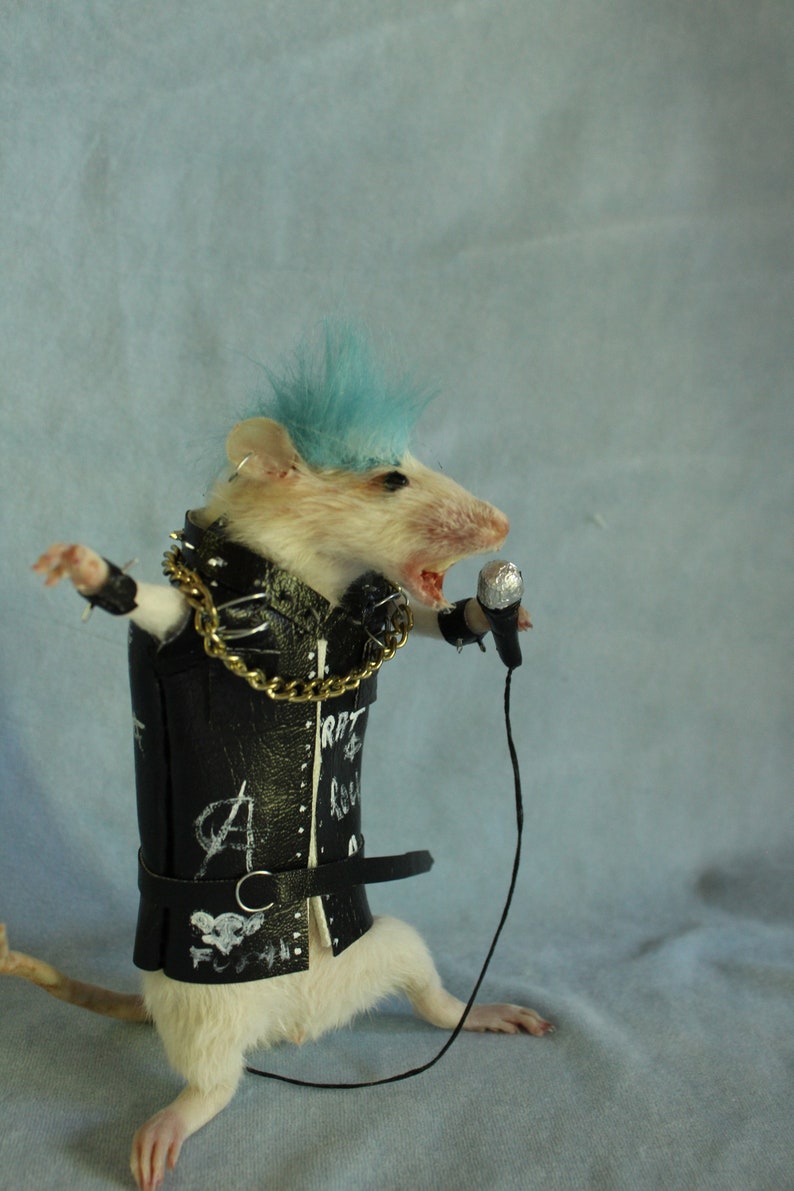 Taxidermy Rat Punk Rock Star Taxidermy Rat Punk Rocker Cabinet of ...