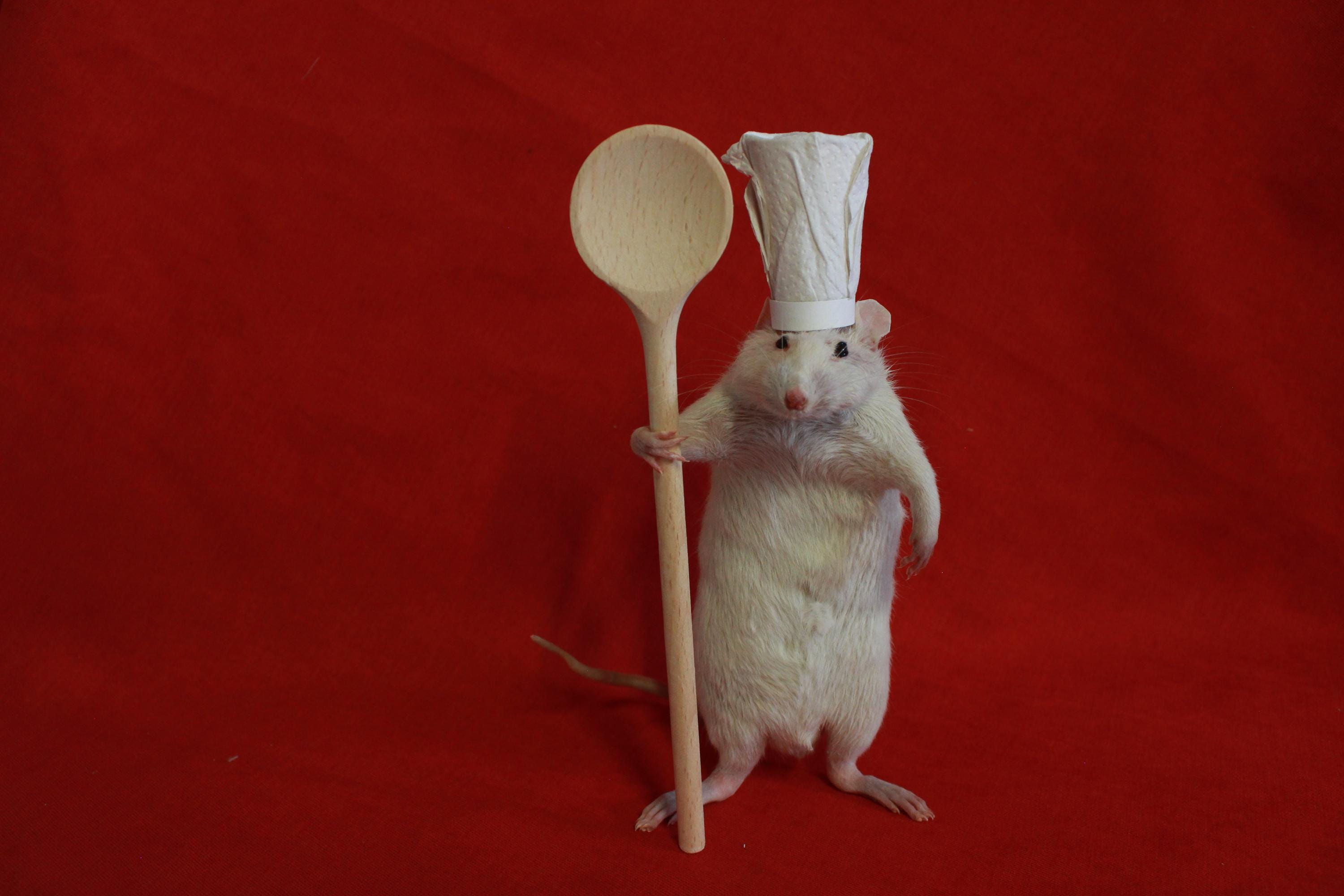 Taxidermy Rat Cook Taxidermy Cook Rat Cabinet of Curiosities