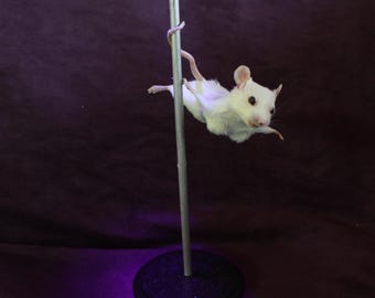taxidermy rat mouse mouse Stripper taxidermy rat curiosity oditties