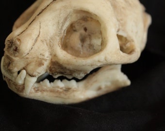 taxidermy cat skull replica oddity curio feline anatomy