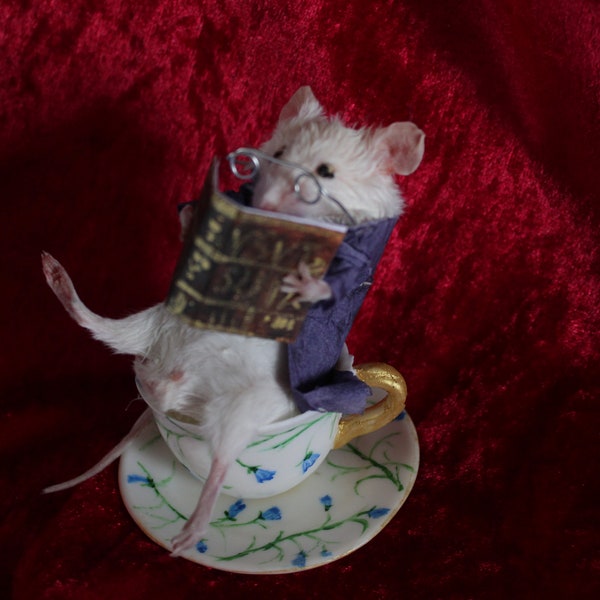 taxidermie rat mouse lecteur tasse de thé taxidermy rat reader curiosité oditties