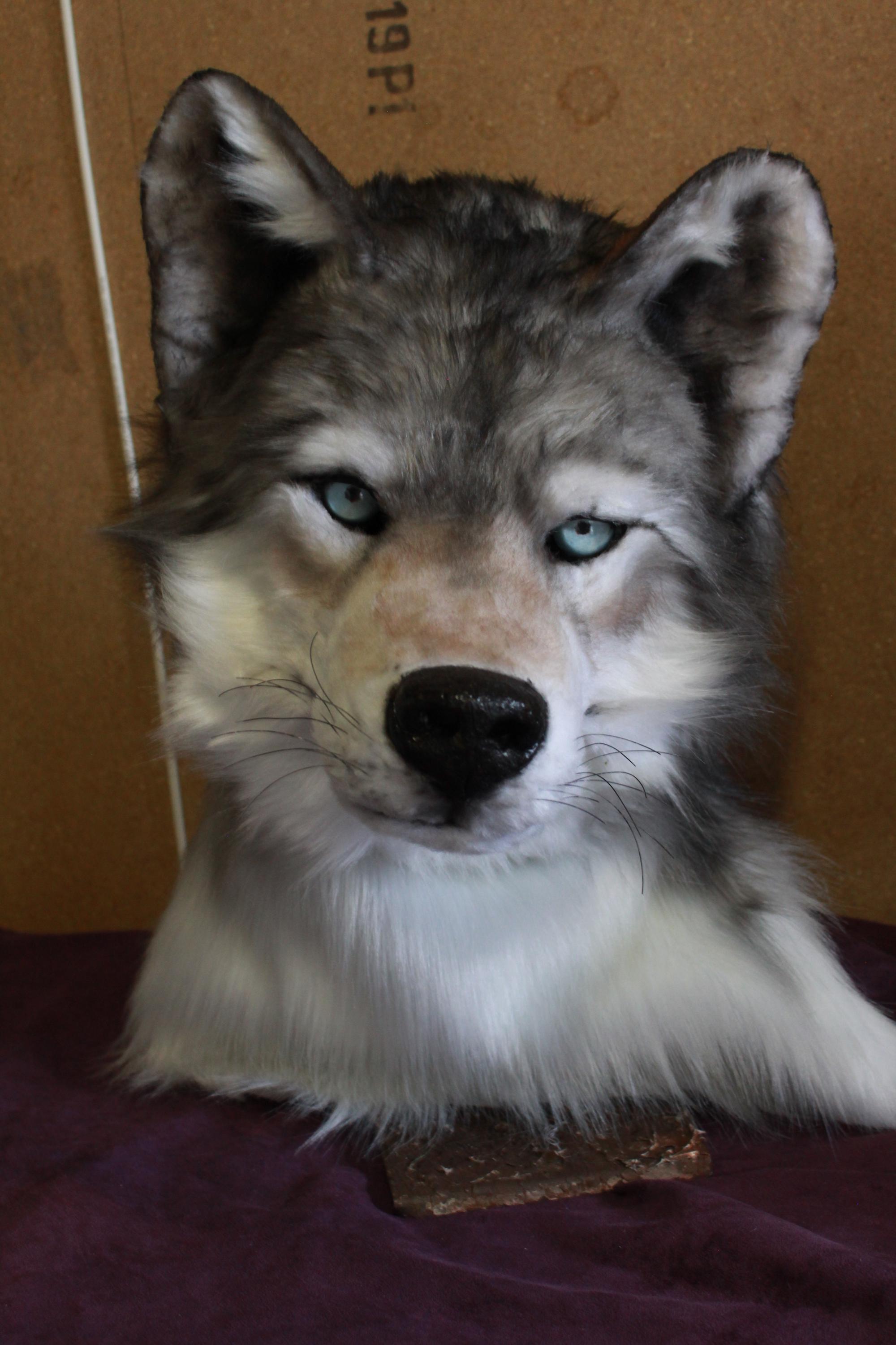 Fur Mask Gray Wolf Fursuit Mask. Realistic Fur Costume. Wolf Head Fursuit ...