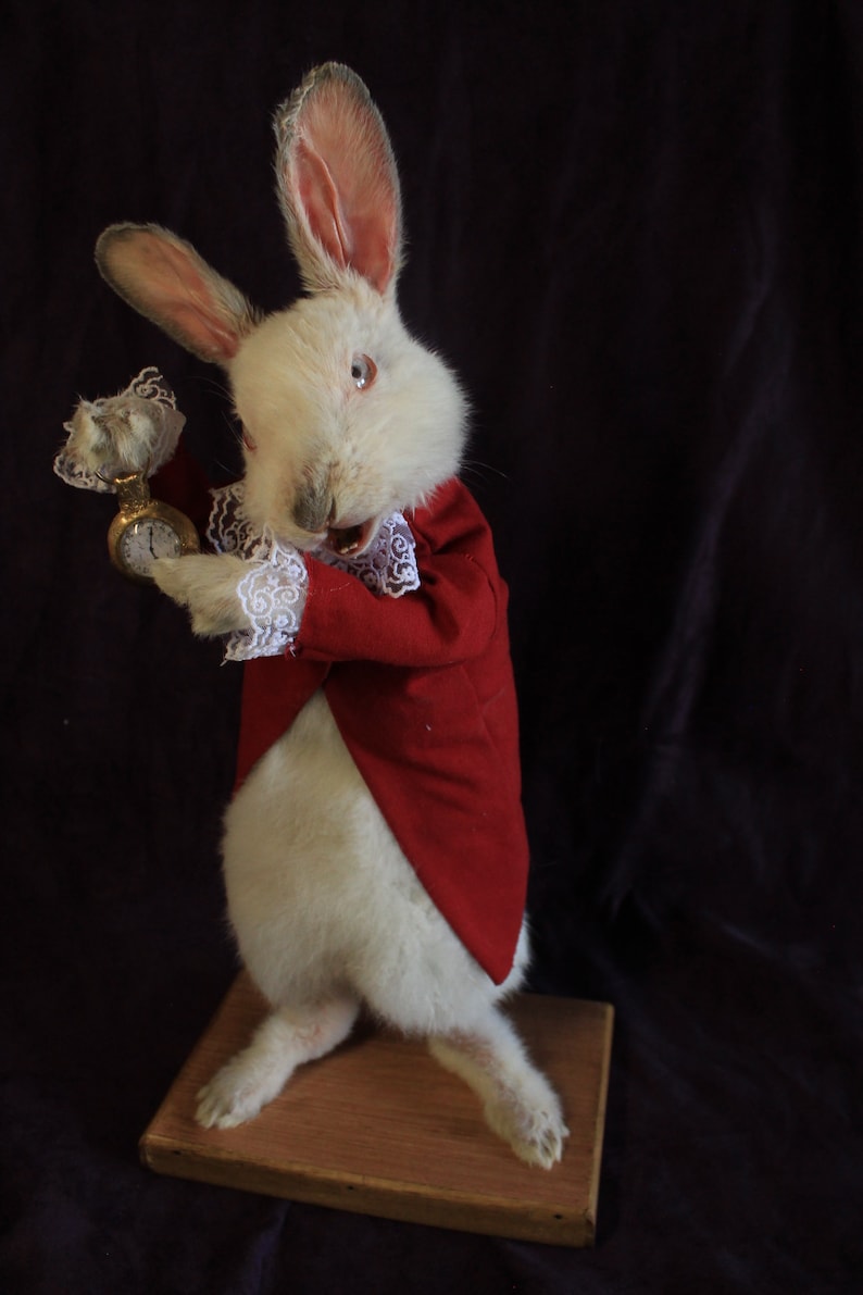 Taxidermy Rabbit Tale Pocket Watch Rodent Taxidermy Rabbit Curiosity ...