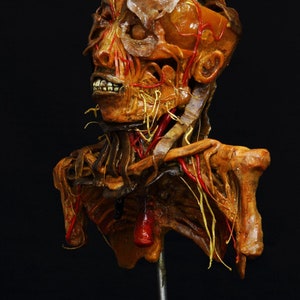 Puede incluir: Un modelo anatómico detallado de una cabeza y un torso humanos, que muestra la estructura esquelética, los músculos y los vasos sanguíneos. El modelo está hecho de un material marrón, naranja y rojo y está montado en un soporte negro.