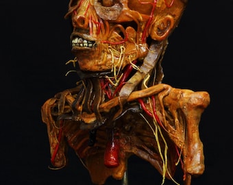 anatomical model flayed bust cabinet of curiosities in wax taxidermy wax anatomical
