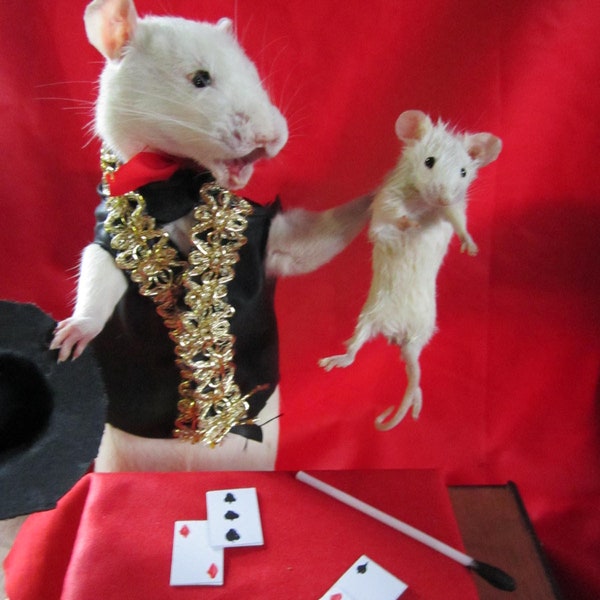 taxidermy rat magician hat taxidermy rat mouse Wizard mouse curiosity cabinet odditties