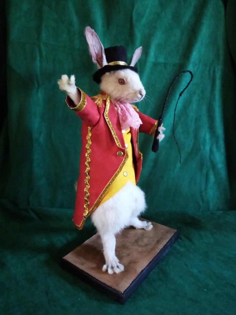 Taxidermy Rabbit Loyal Circus Ringmaster Rodent Taxidermy Rabbit ...