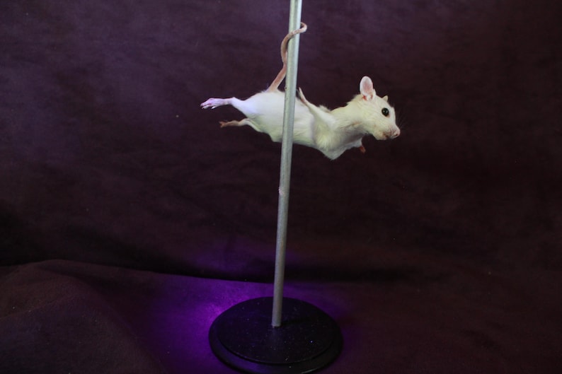 Acrobatics Rats Taxidermy Rat Mouse Mouse Stripper Taxidermy Rat Curiosity Oditties - Etsy